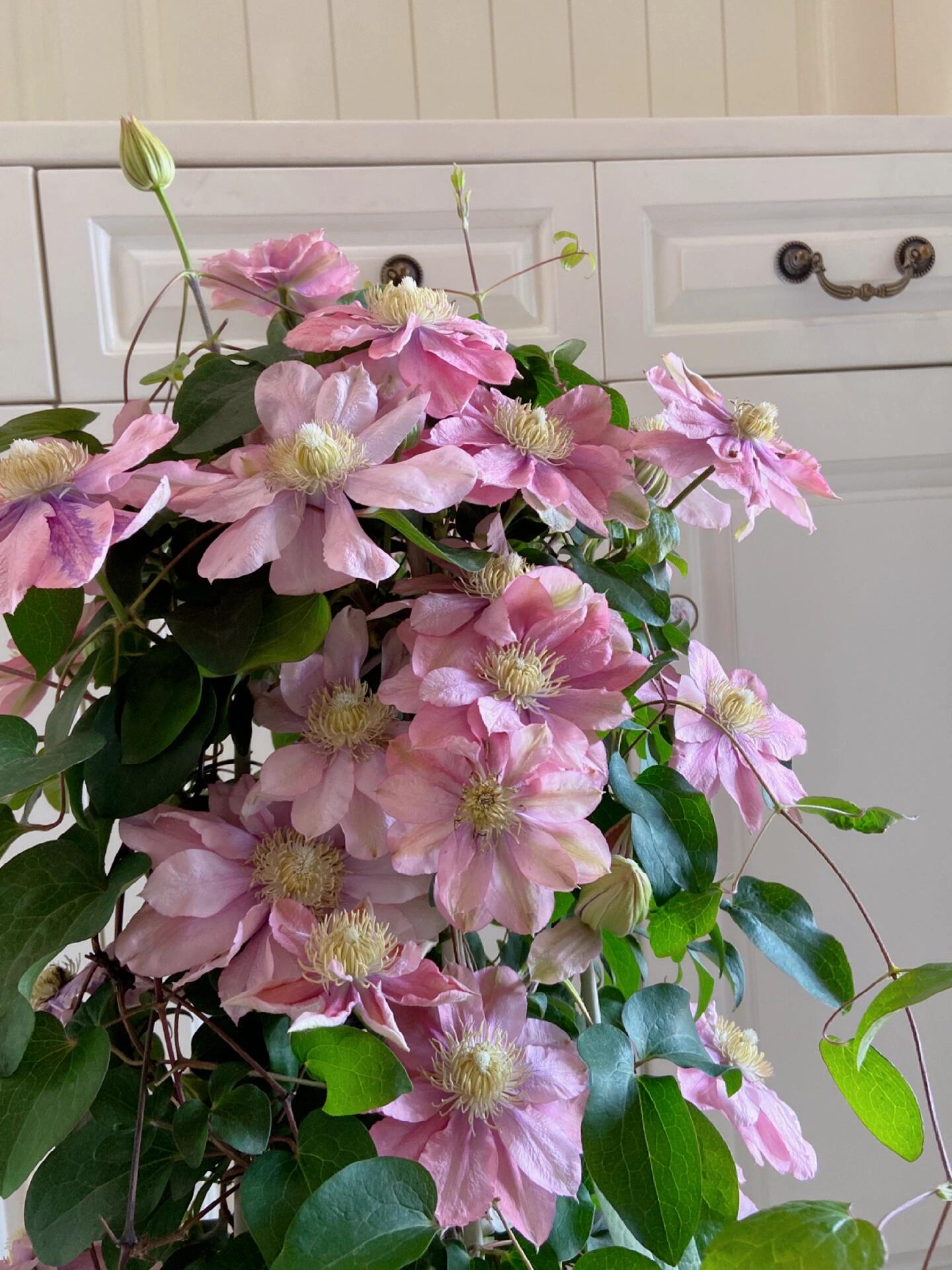 Clematis ‘’Little Mermaid | 小美人鱼‘’