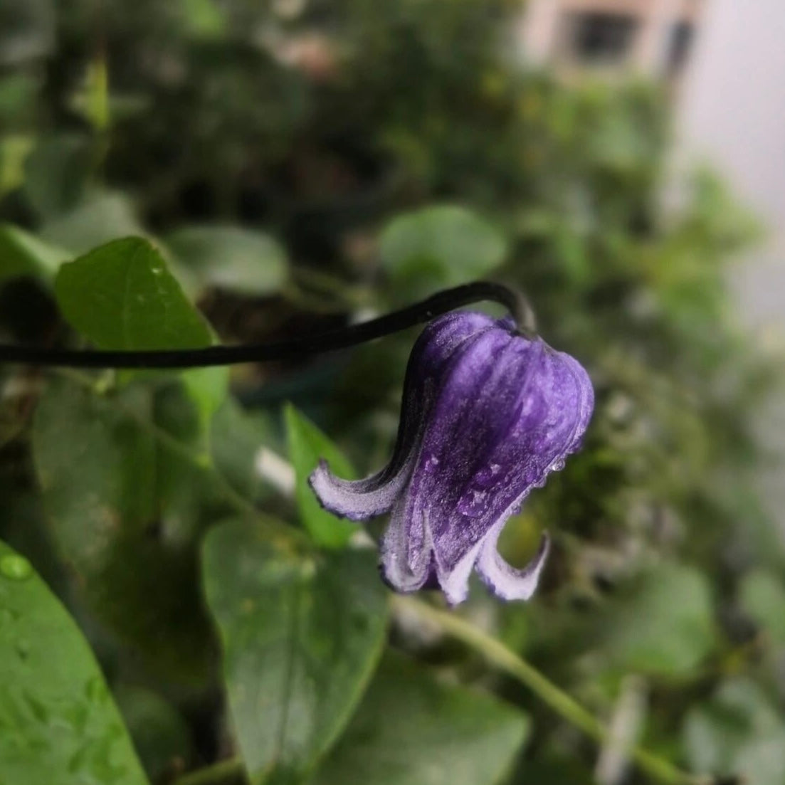 Rooguchi Clematis ‘’Sumire|堇‘’