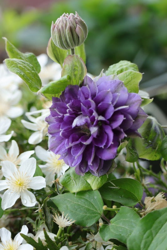 Clematis ‘’ShiShinDen|ししんでん | 紫宸殿‘’
