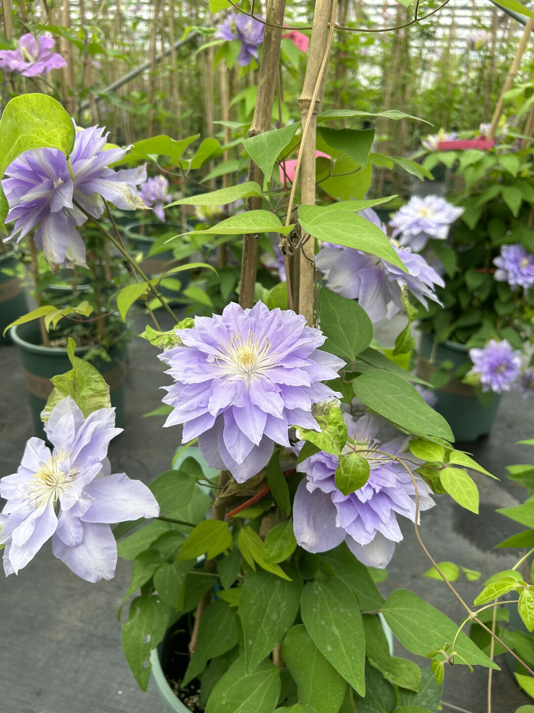 Clematis ‘’Diamond Bal| 钻石球‘’