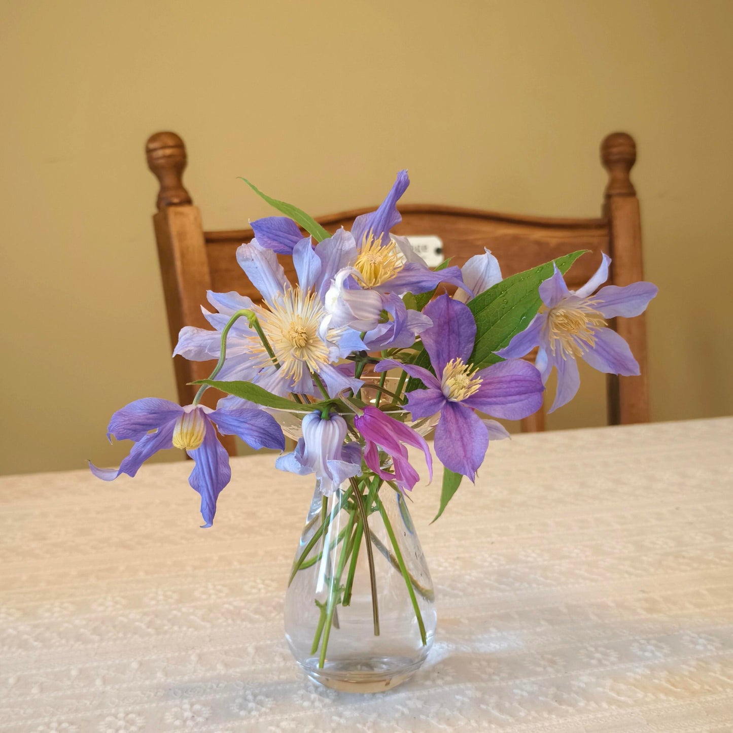 Clematis ‘’Milky Way|银河系‘’
