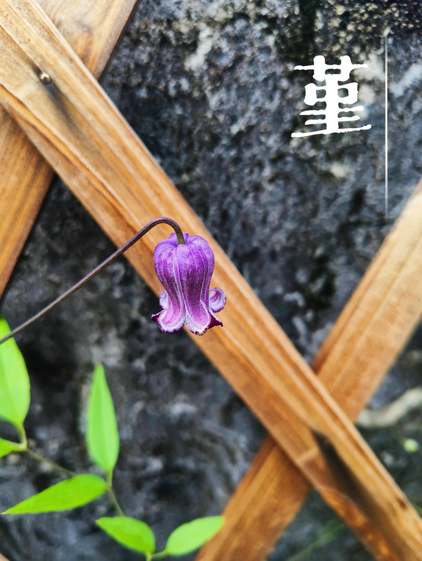Rooguchi Clematis ‘’Sumire|堇‘’