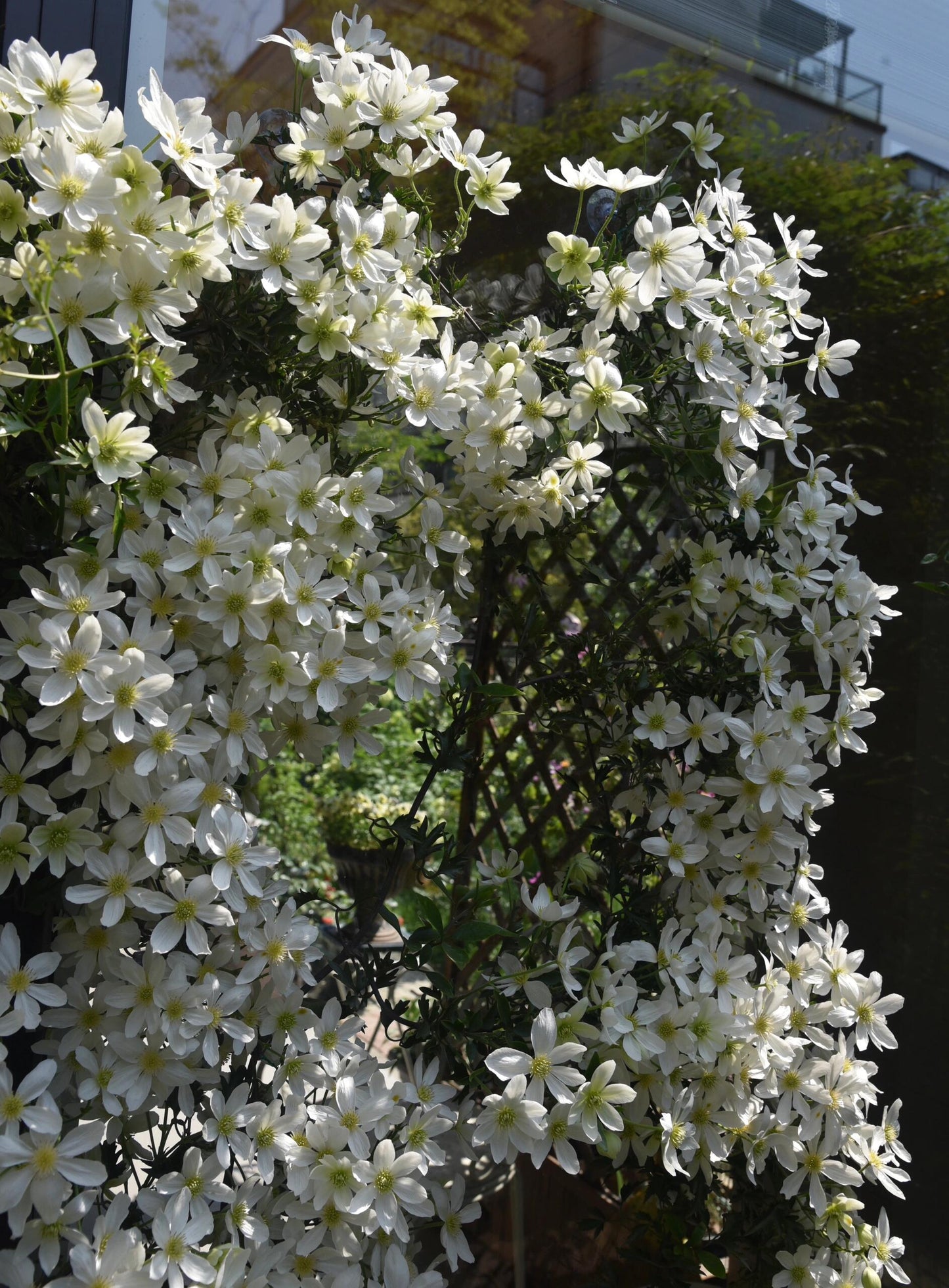 Clematis ‘’Avalanche|雪崩‘’