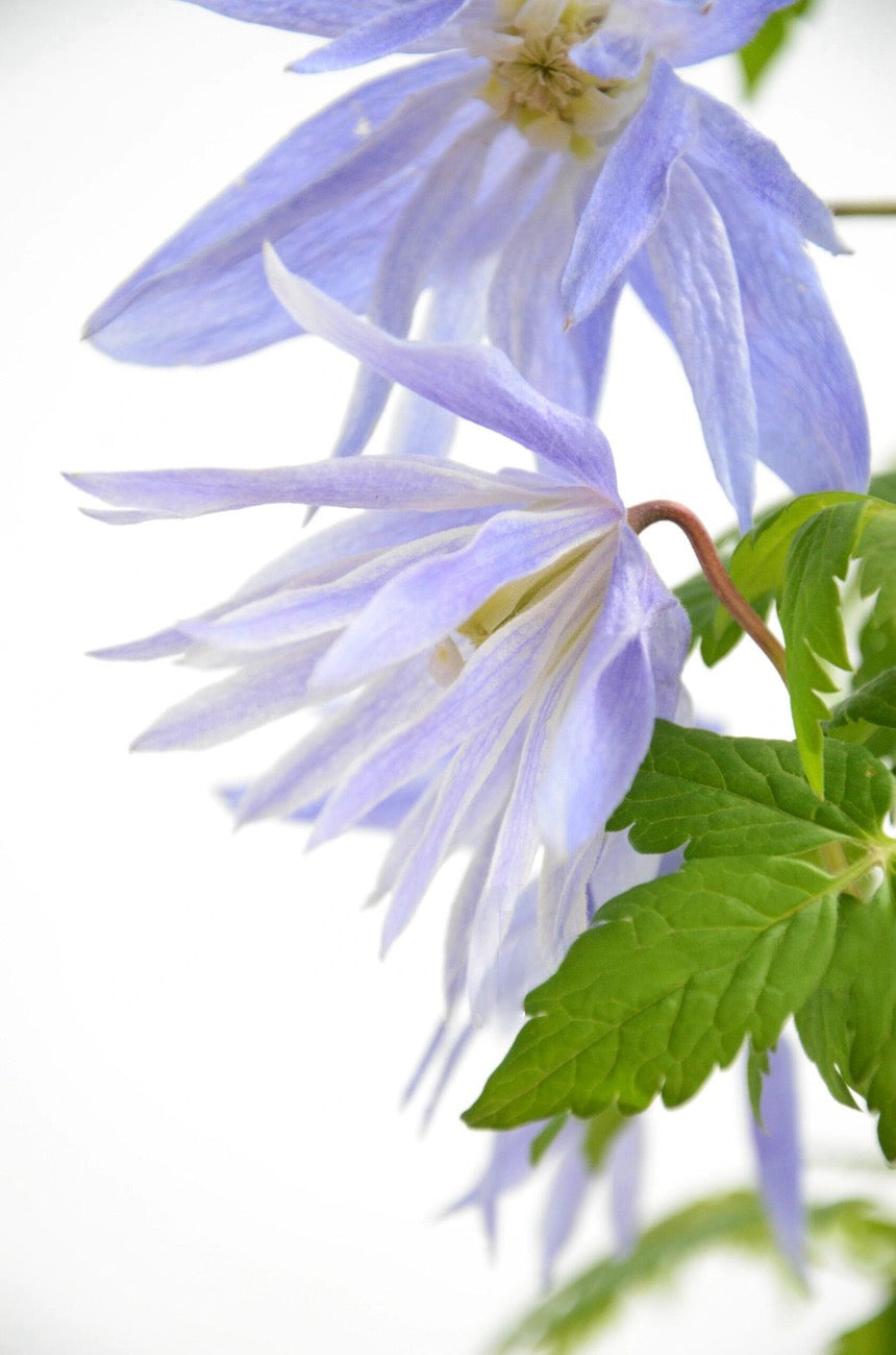 Clematis ‘’Maidwell Hall|梅德维尔‘’