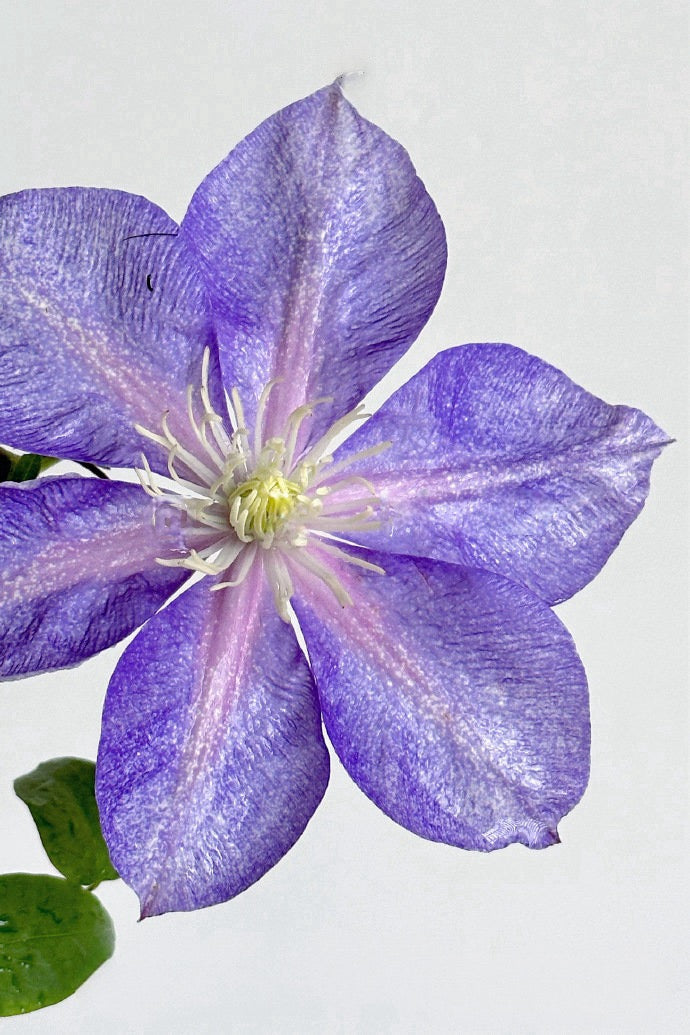 Clematis ''Chameleon |变色龙''