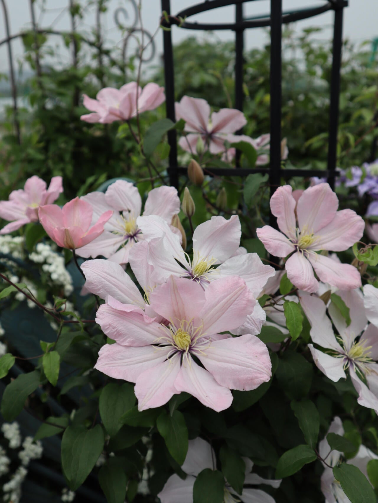 Clematis ‘’Ai-nor|爱诺露‘’