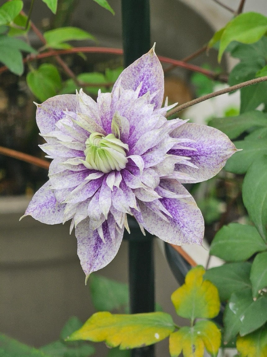 Clematis'' Minamonoyousei | みなもようせい| 水面妖精''
