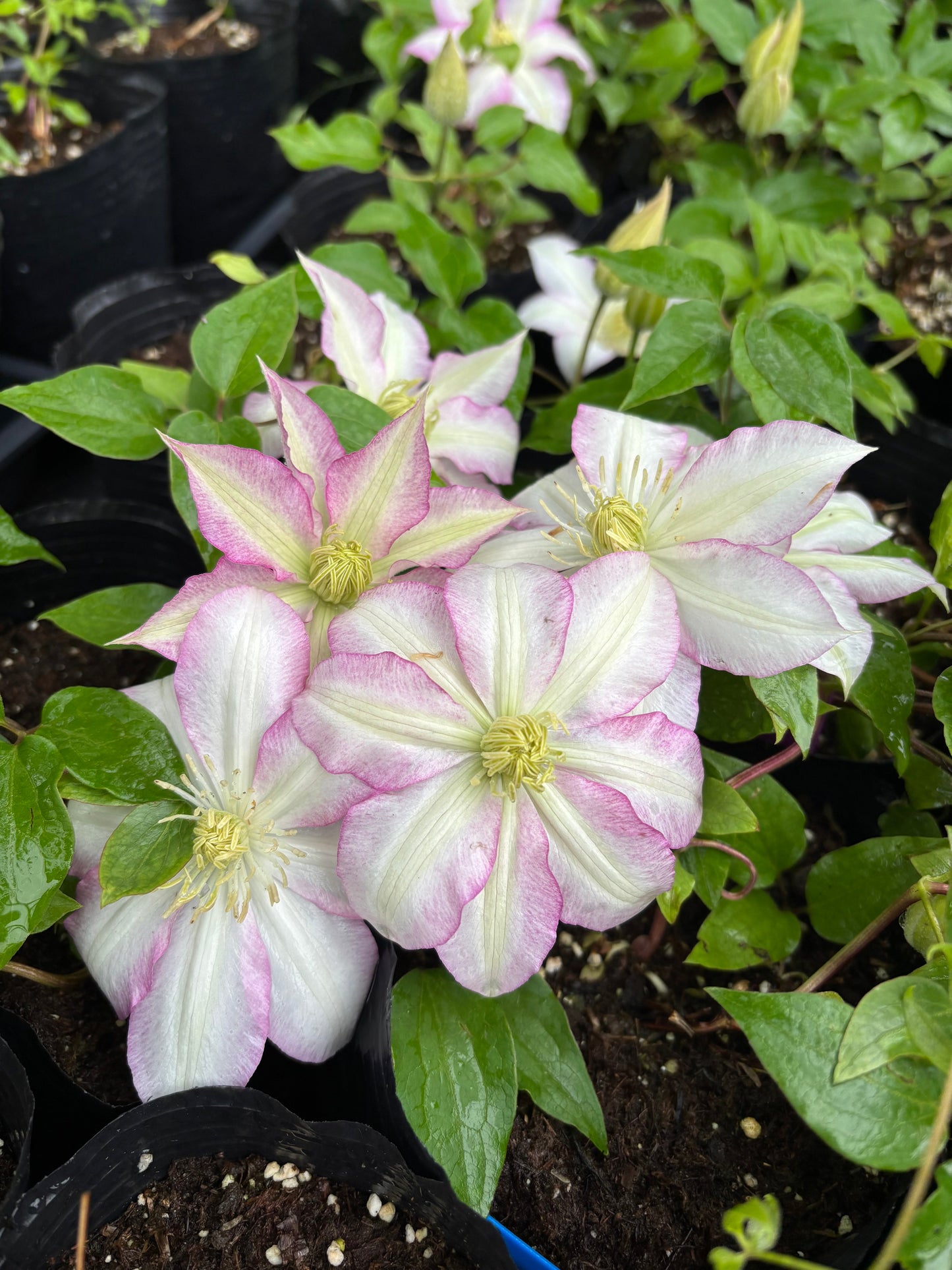 Clematis ''八つ橋|Yatsuhashi |八桥''