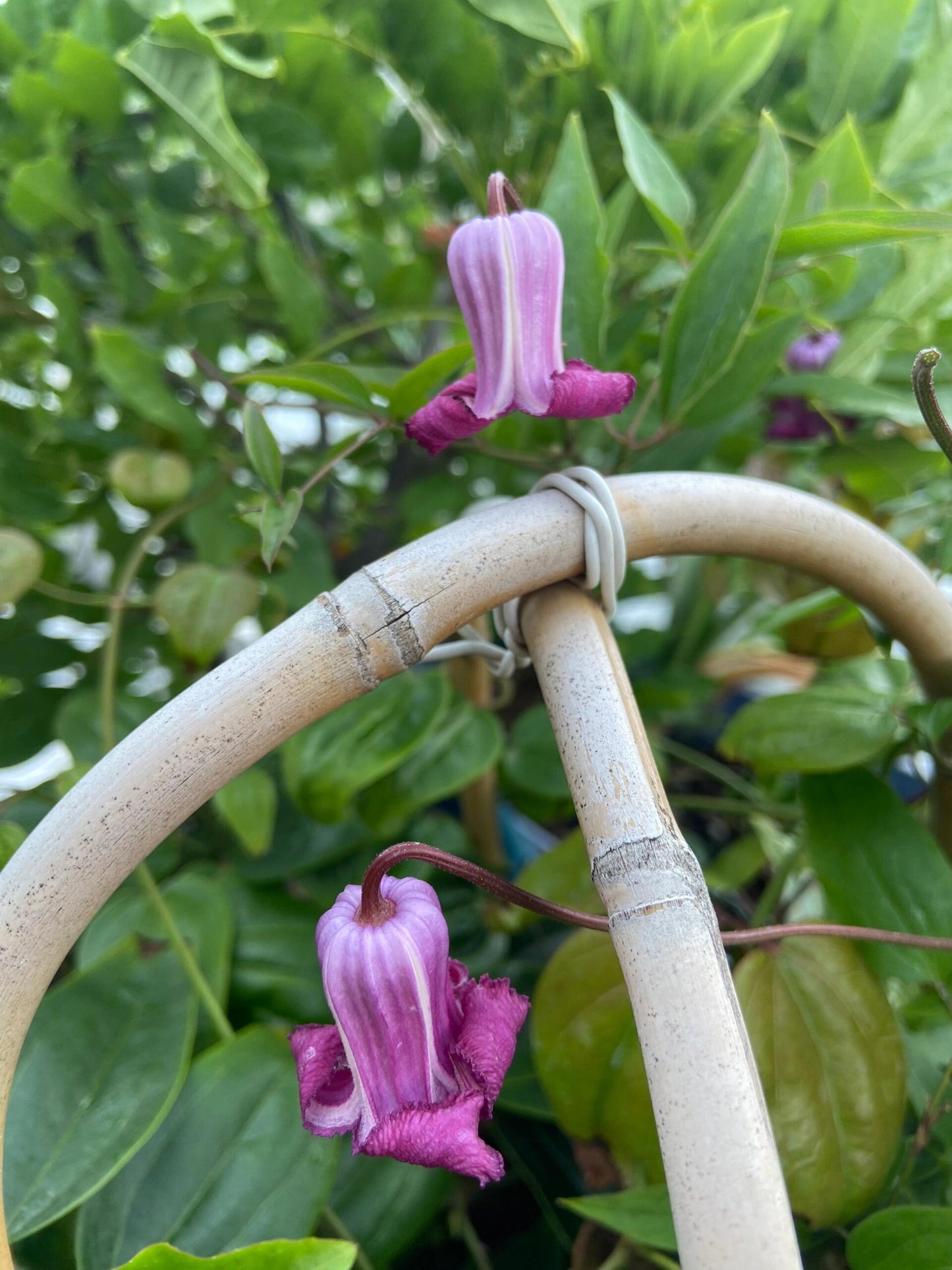 Clematis ‘’Princess Red| 绯红公主‘’