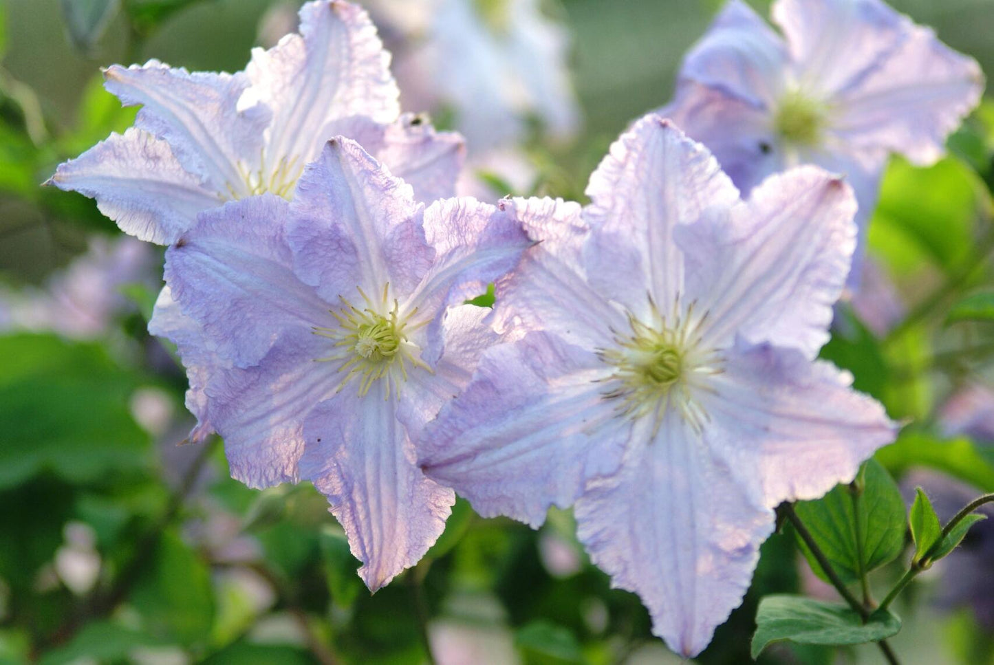 Clematis ‘’Blue Angel| あおてんし |蓝天使‘’