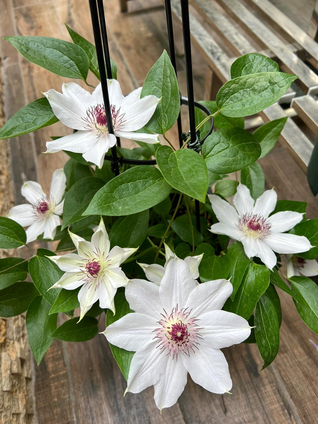 Clematis ''Haruyama|はるやま| 晴山/ 春天''