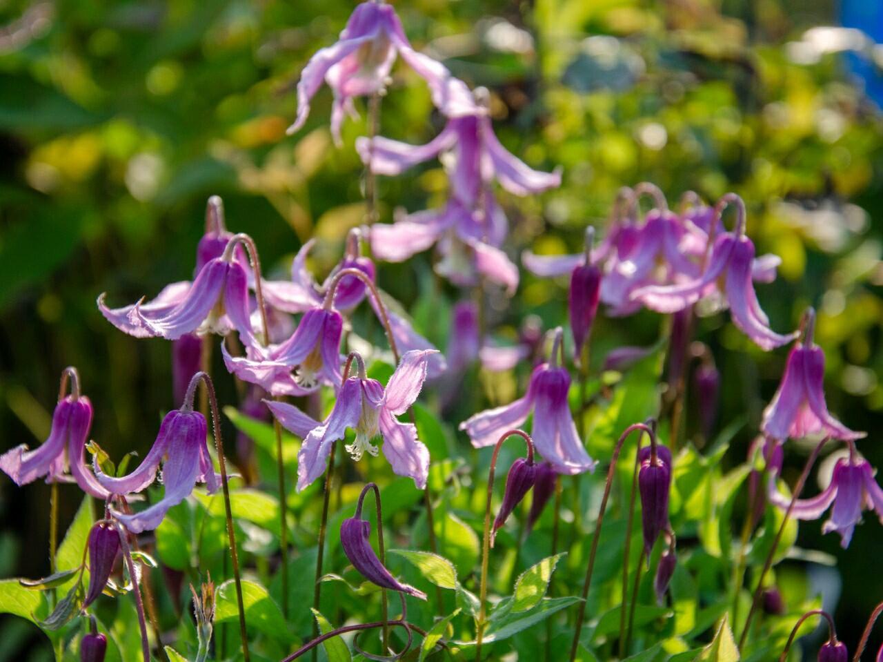 Clematis ‘’Hanajima|はなじま|花島|花岛‘’