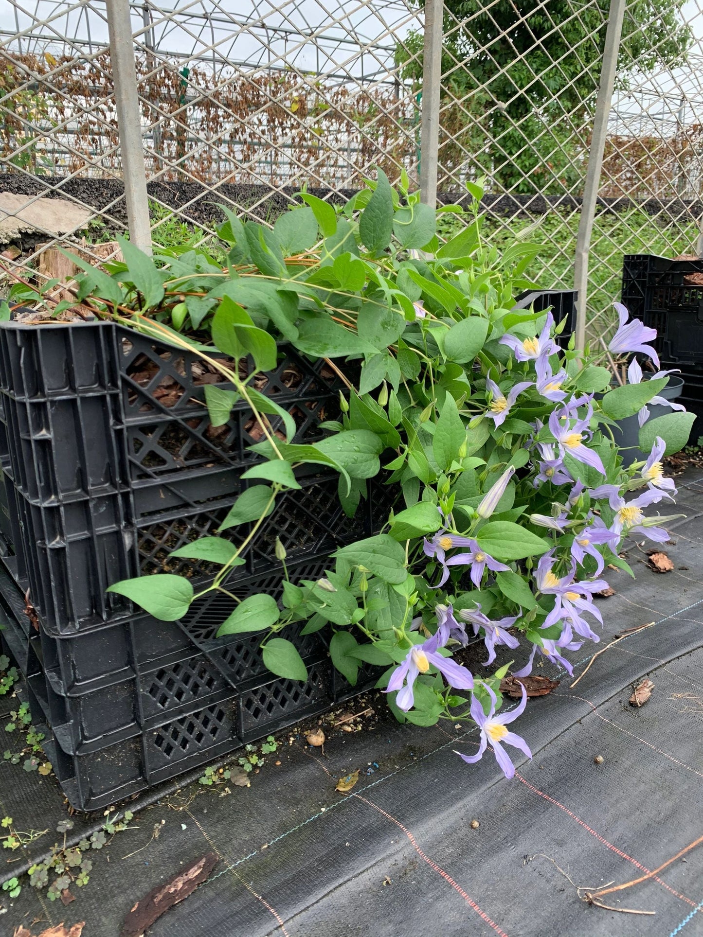 Clematis ‘’Milky Way|银河系‘’