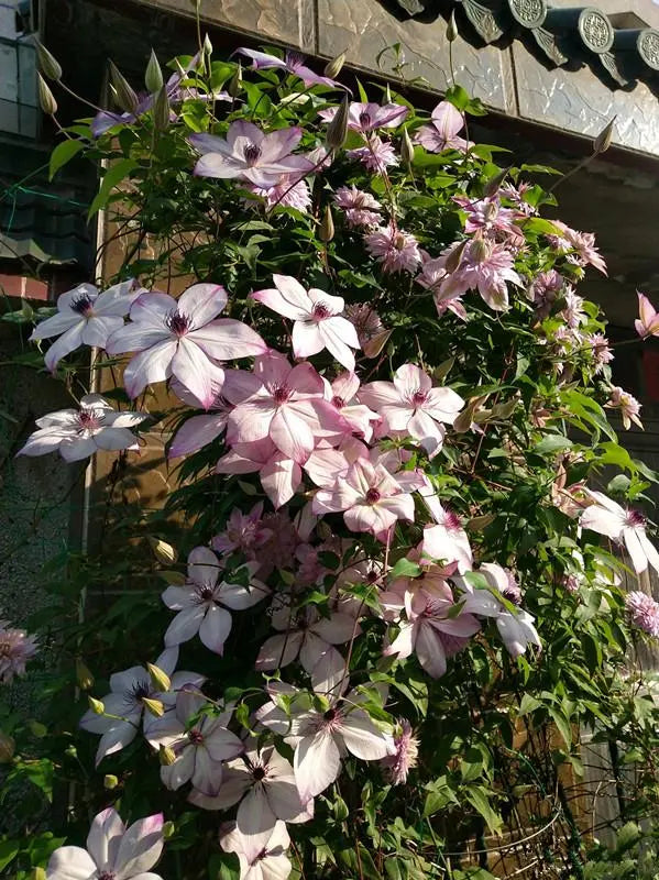 Clematis ‘’Fond Memories|美好回忆‘’