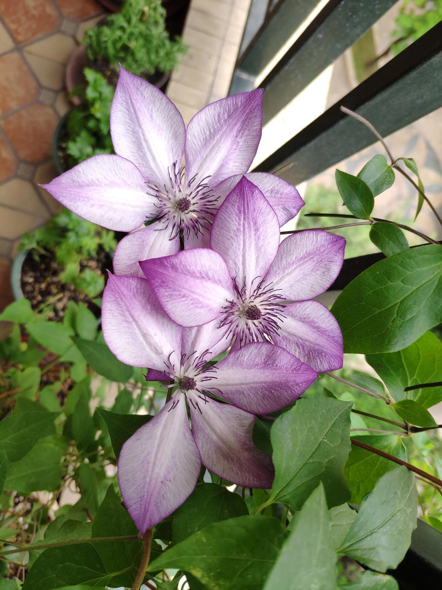 Clematis ‘’Fond Memories|美好回忆‘’