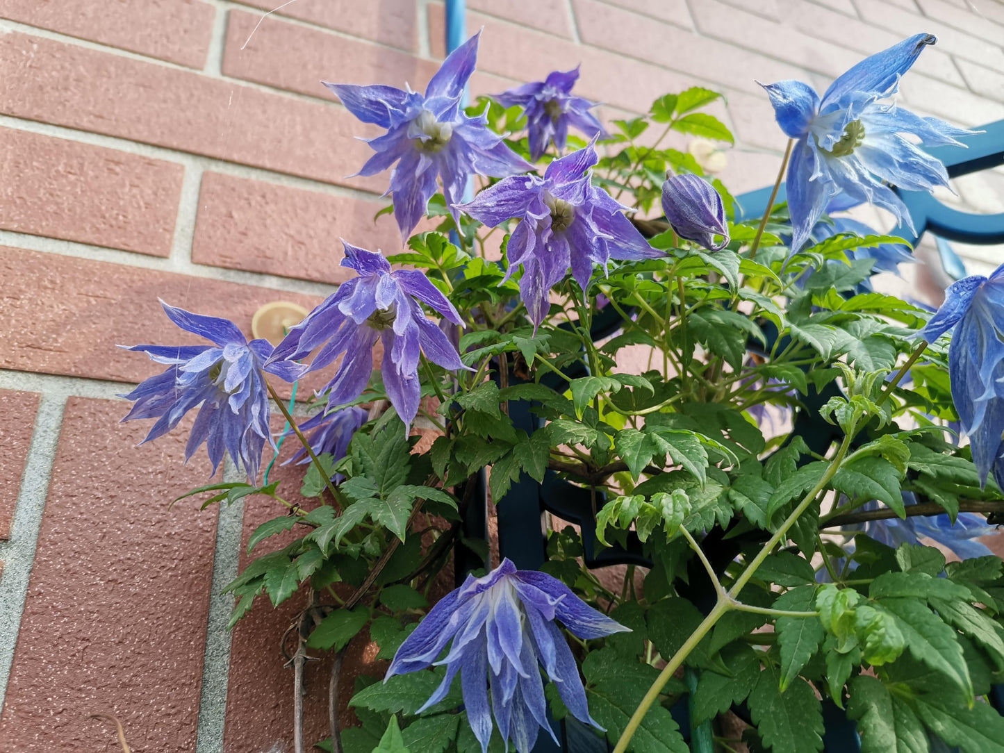 Clematis ‘’Maidwell Hall|梅德维尔‘’