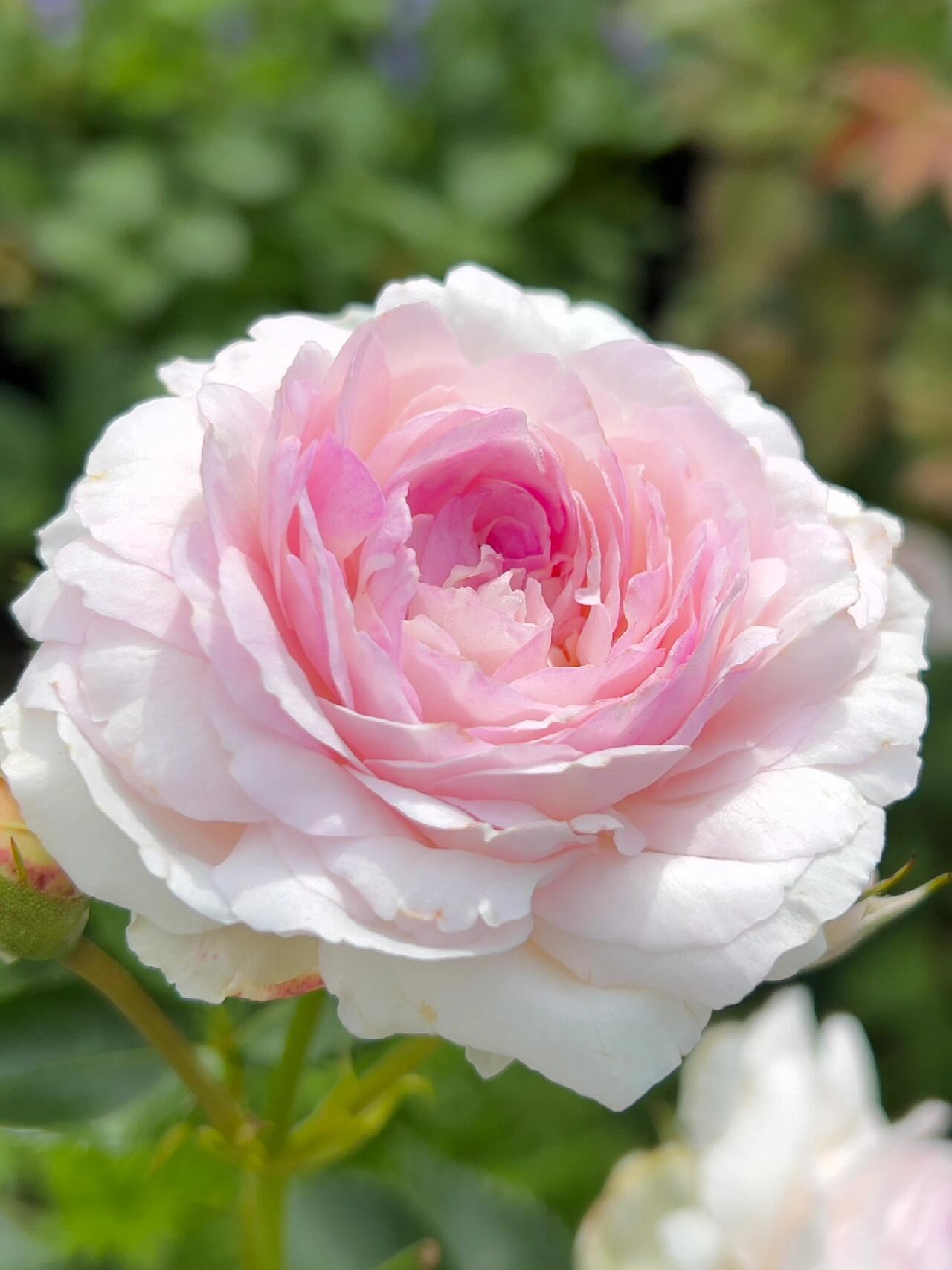 Rose【Vesalius】-1.5 Gal OwnRoot LivePlant|Prolific Bloomer|Abundant Blooms|Strong Fragrance|萨维里|Bun-shaped Petals|Tall Growth|Upright Habit