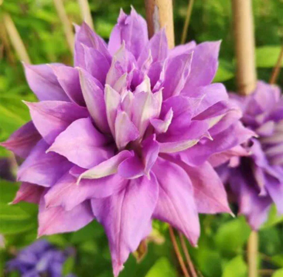 Clematis ‘’Matsuri Daiko|祭り太鼓 | 花太鼓‘’