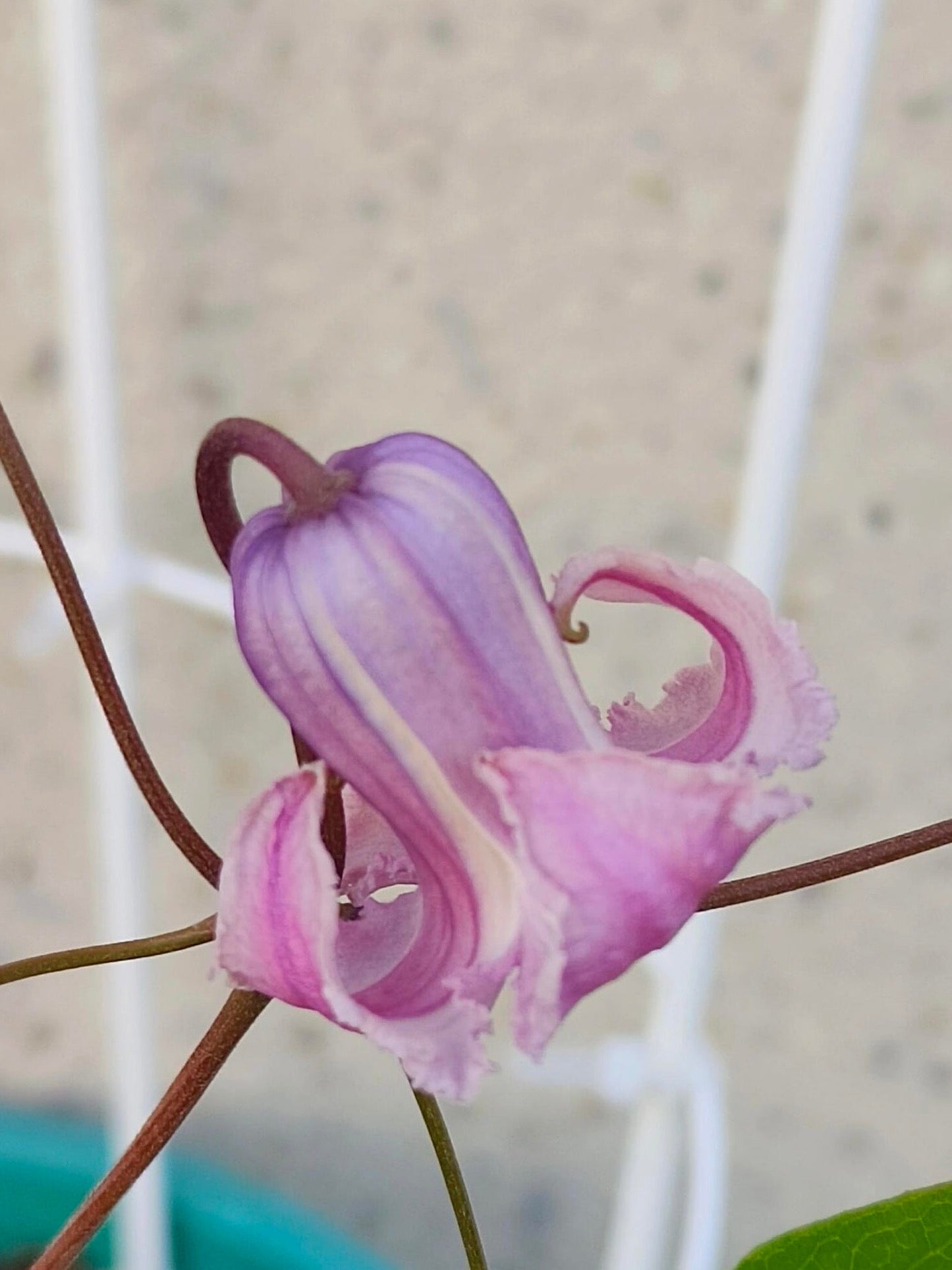 Pink Octopus Clematis ‘’Last Whisper|最後の囁き| 最后的轻语| タコクレマチス‘’ - US Exclusive
