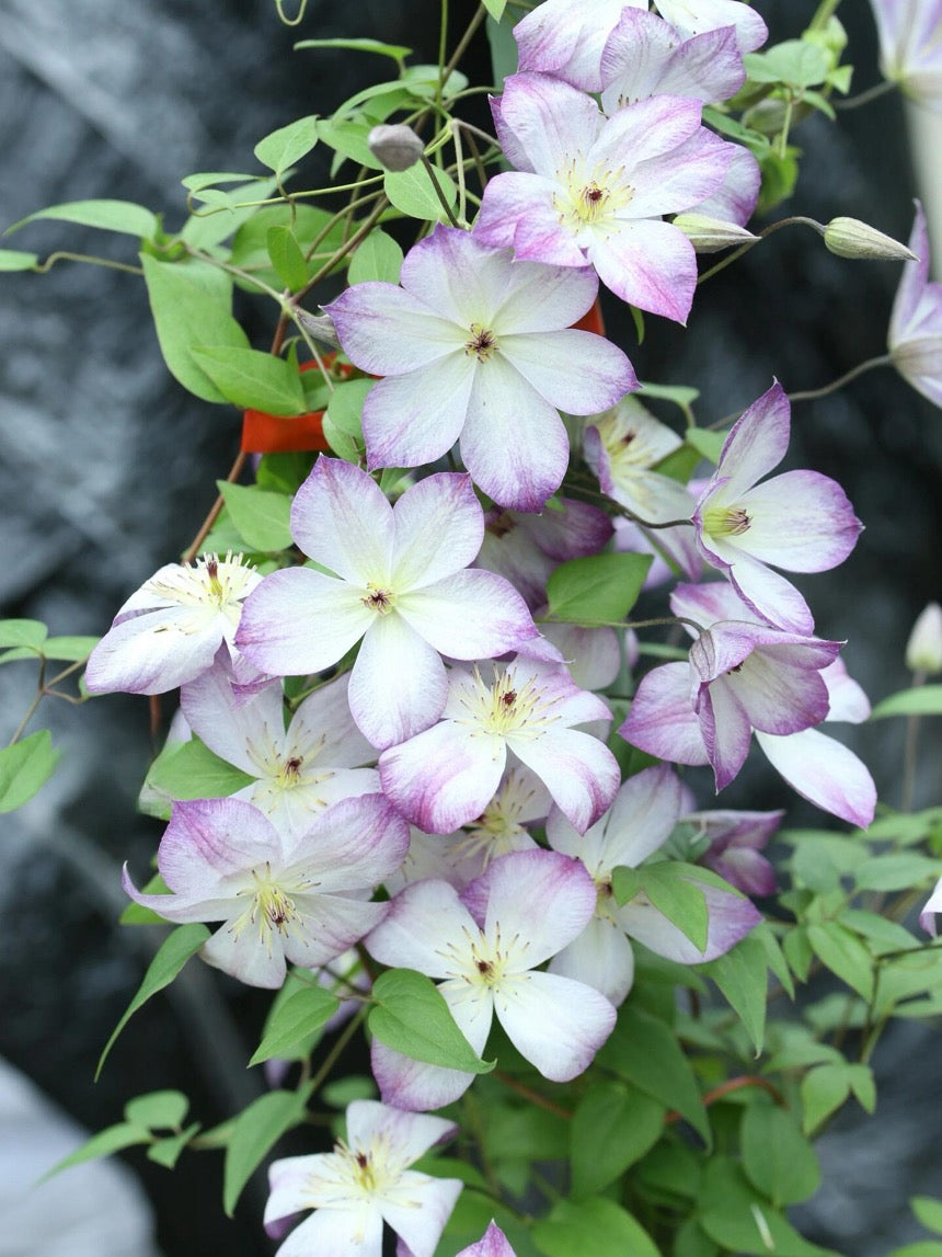 Clematis ‘’Pernille| 佩莱尼‘’
