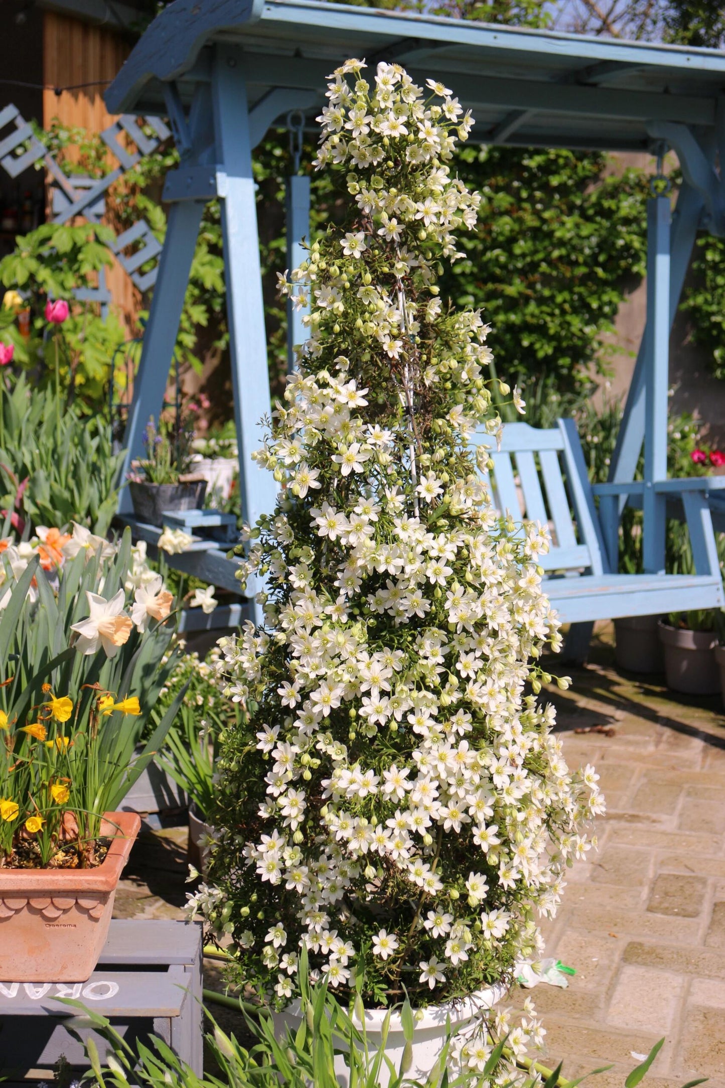 Clematis ‘’Joe|银币‘’