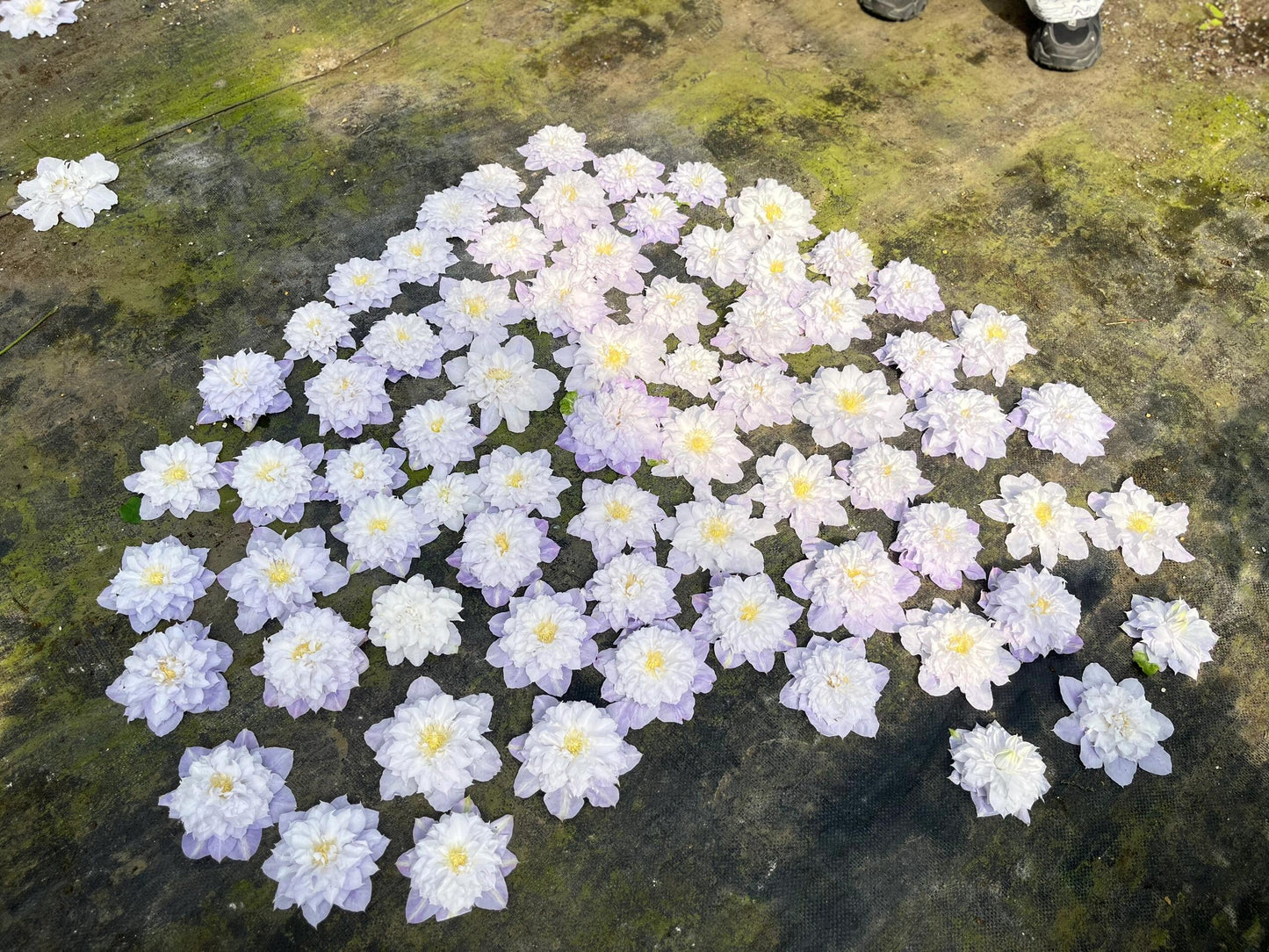 Clematis ‘’Veronica's choice|维罗妮卡的选择‘’