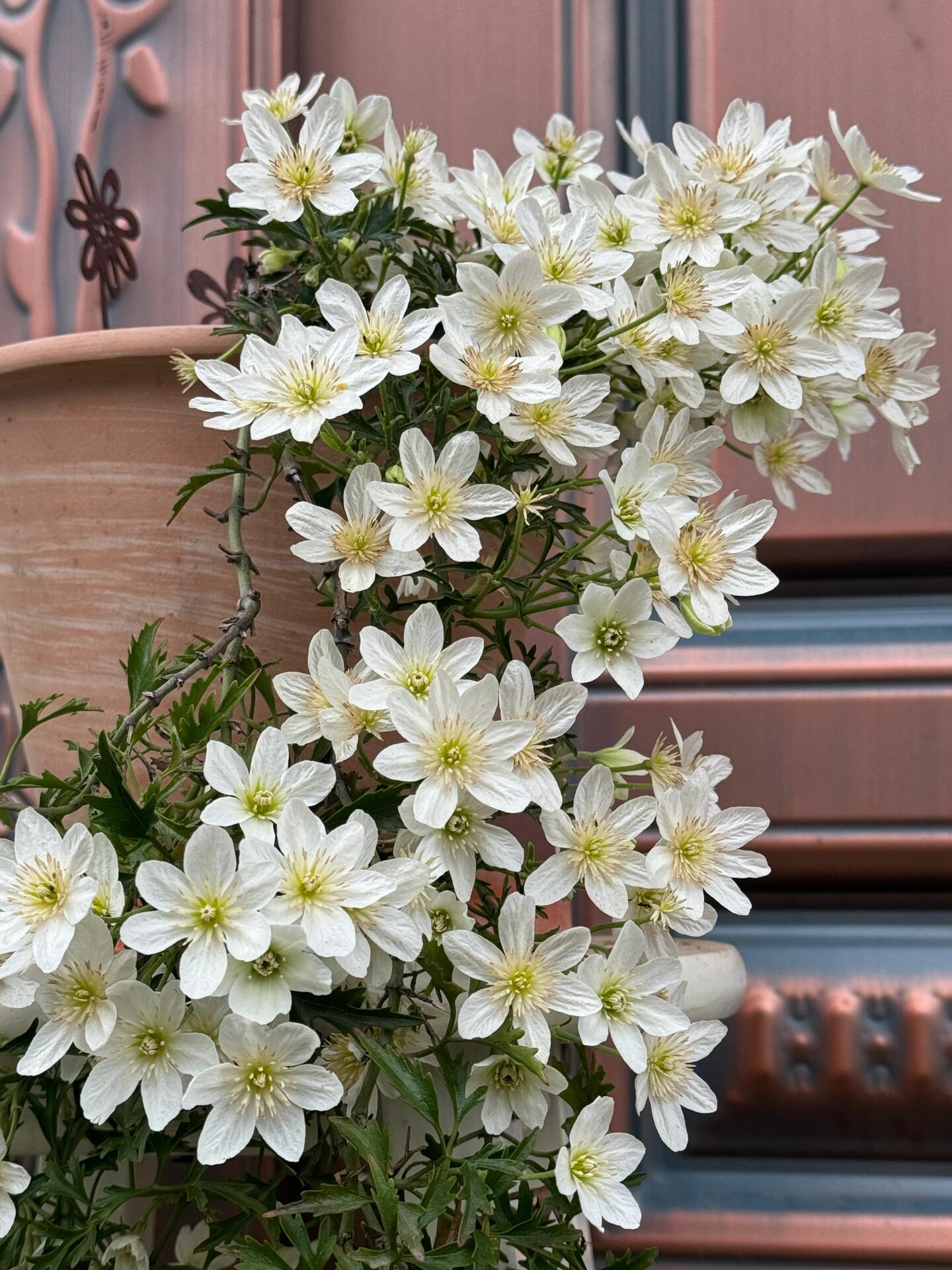 Clematis ‘’Joe|银币‘’