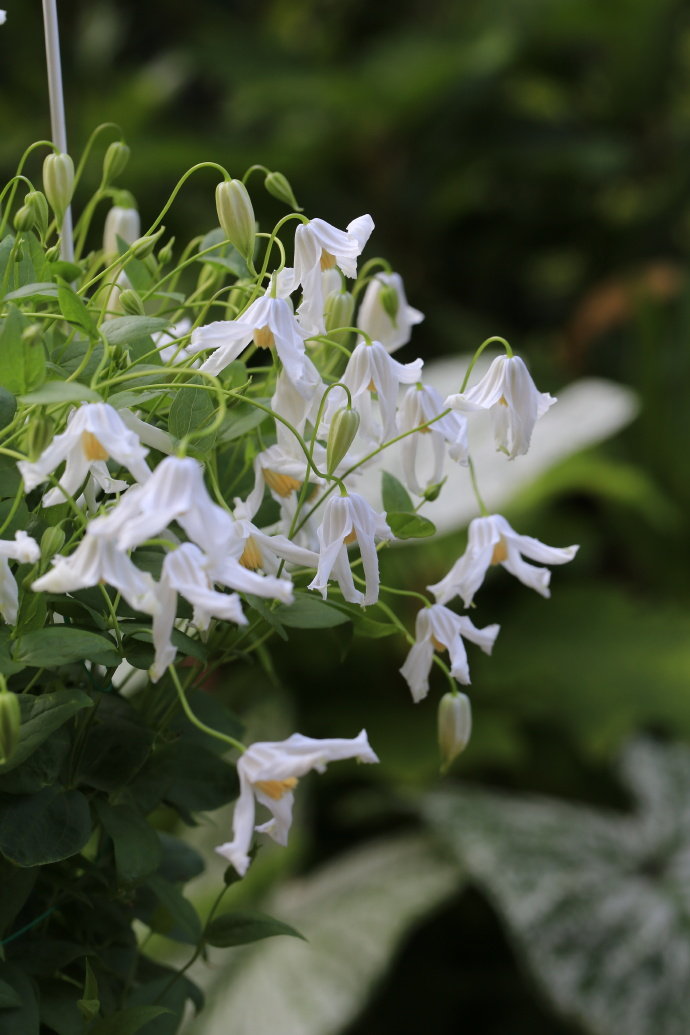 Clematis ''Twinkle| 闪烁''