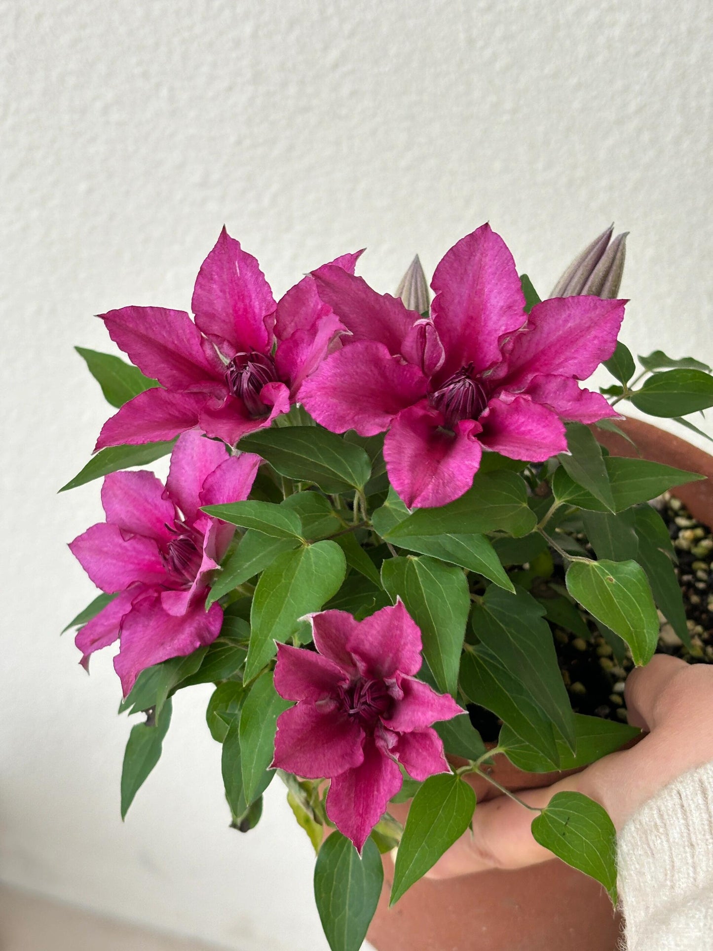 Dwarf Clematis ‘’Luiza|ルイーザ|路易莎‘’