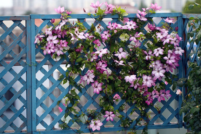 Clematis ‘’Fond Memories|美好回忆‘’
