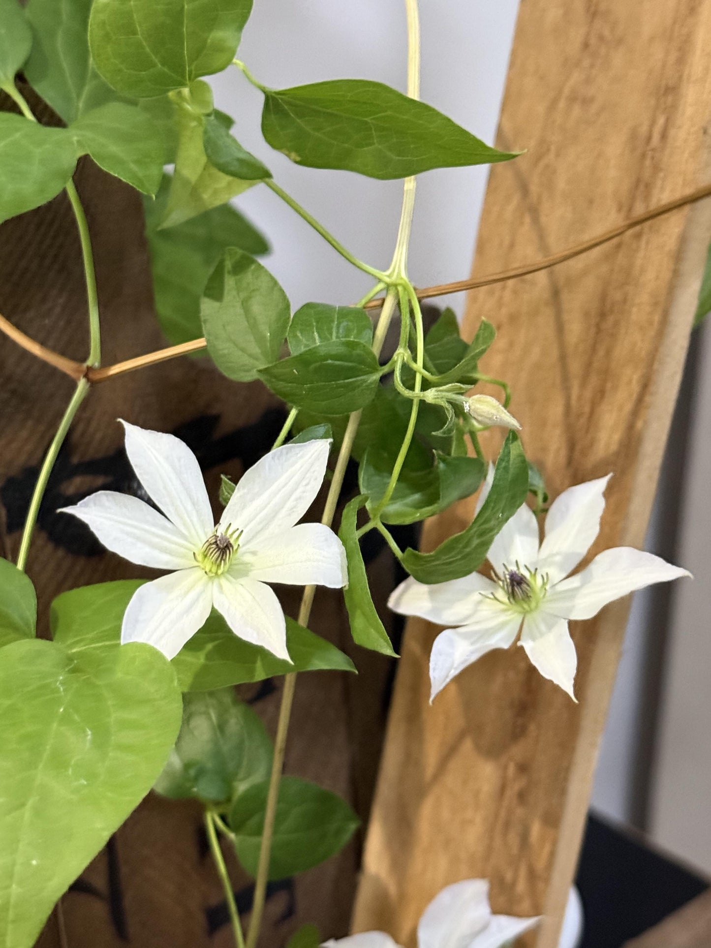 Clematis ‘’Forever Friends|Zofofri| 永远的朋友‘’