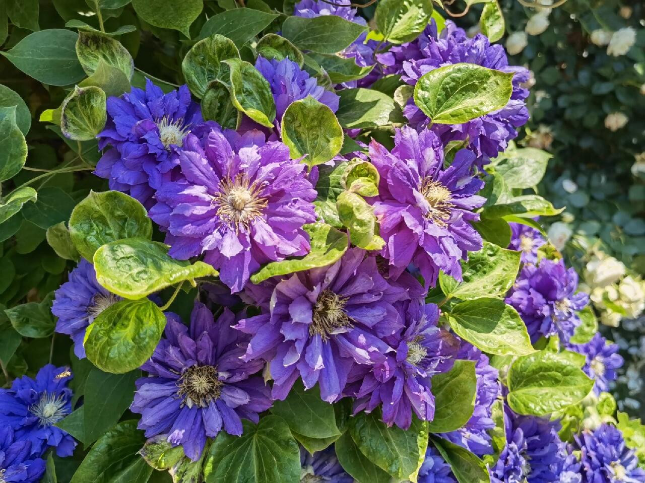 Clematis ‘’Kiri Te Kanawa|- LivePlant|卡瓦娜‘’