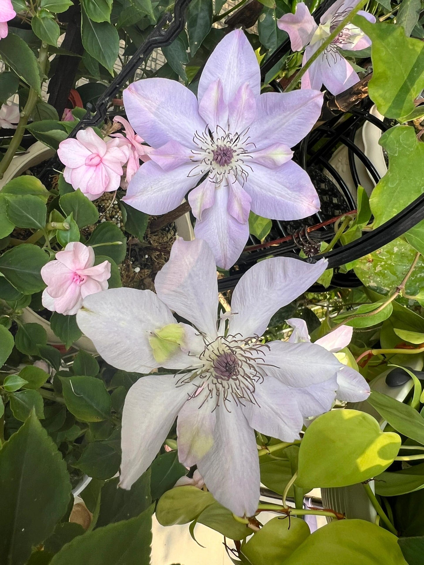 Clematis ‘’Ai-nor|爱诺露‘’