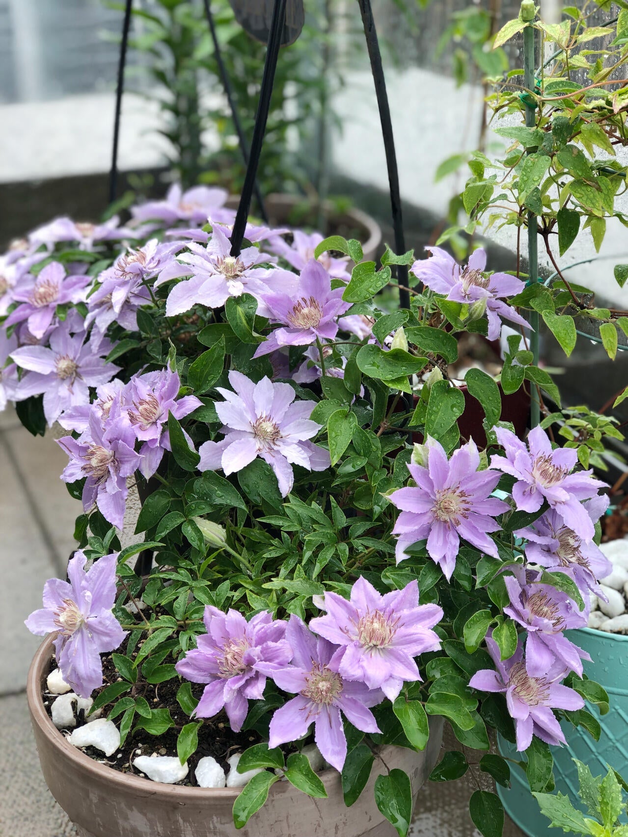 Clematis ‘’Filigree|金银丝/ 故里‘’