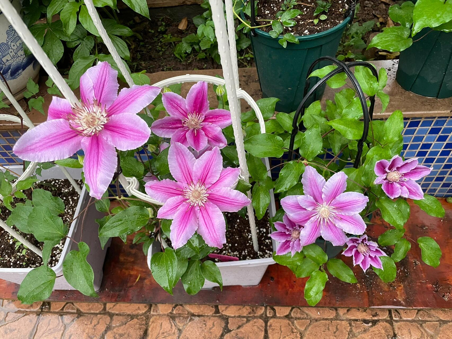 Clematis ‘’Nishiki|錦 |锦 ‘’
