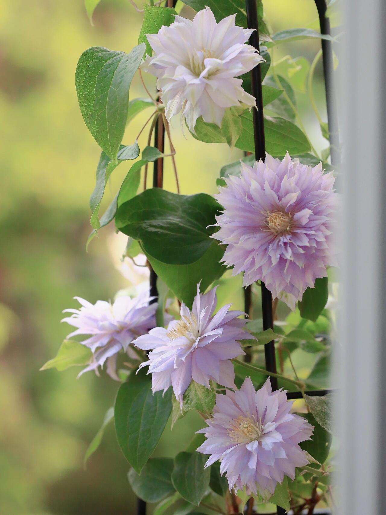 Clematis ‘’Belle of Woking|ベルオブウォーキング| 沃金美女‘’