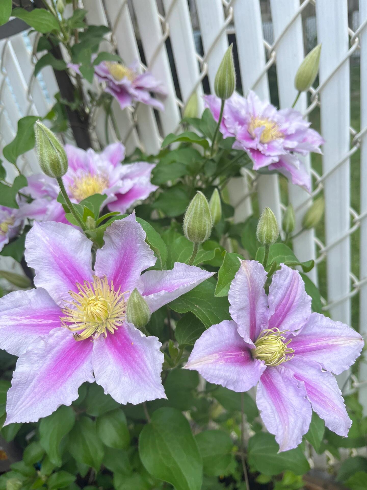 Clematis ‘’Piilu|小鸭‘’