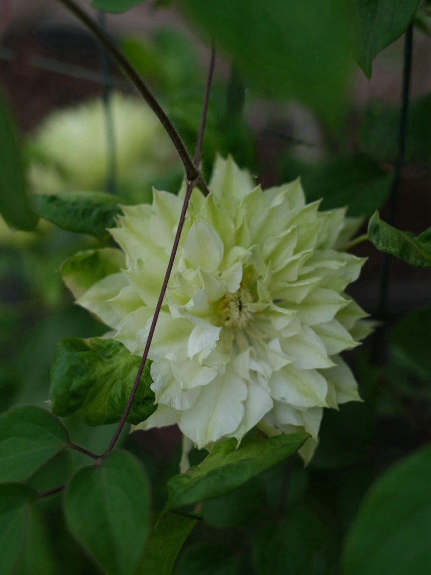 Clematis ‘’Shiko Yukiokoshi|ゆきおこし|雪妆‘’