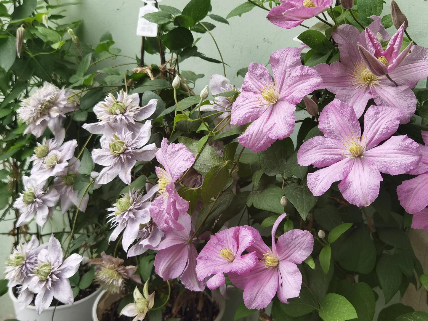 Clematis ‘’Comtesse de Bouchaud| 包查德 女侯爵‘’