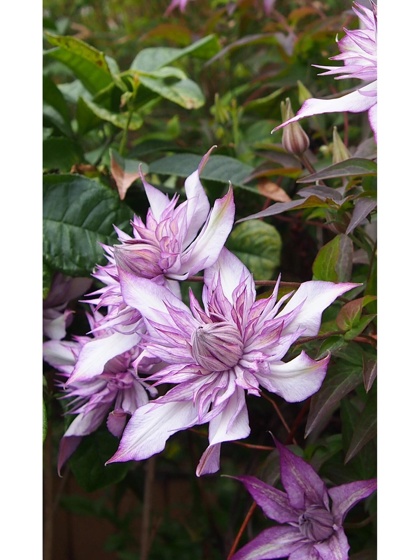 Clematis ‘’Lady Kyoko | レディ・キョウコ| 恭子小姐 ‘’