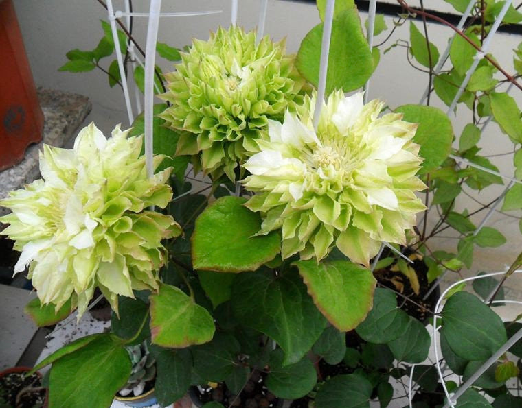 Clematis ‘’Midori |美登利 ‘’