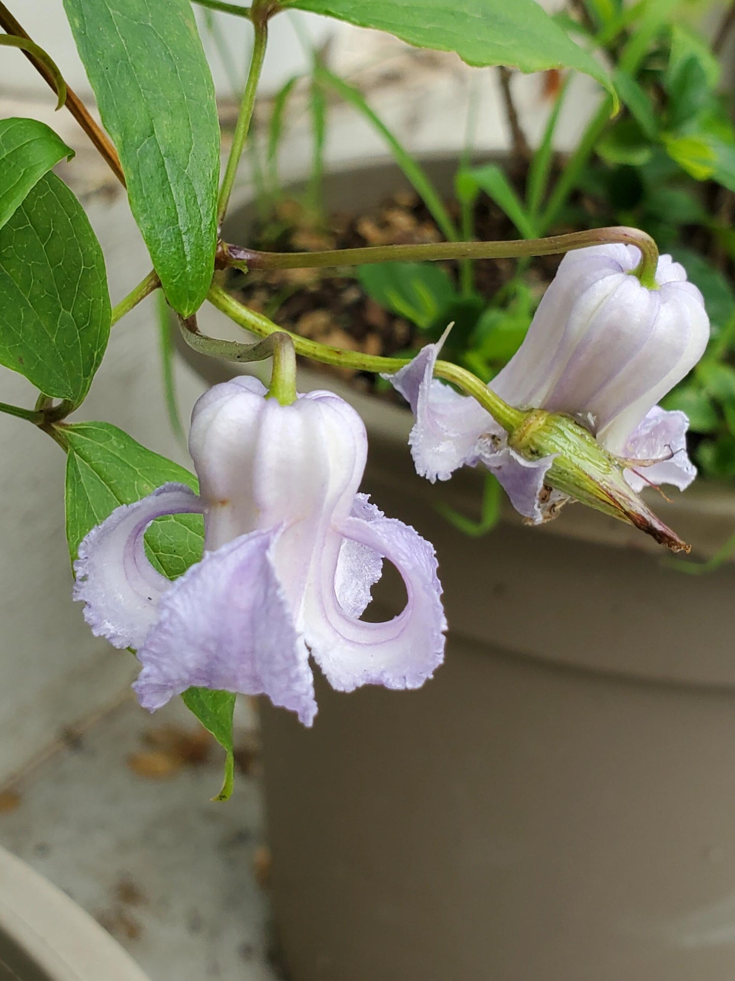 Blue Octopus Clematis ‘’クリスパ・エンジェル| Crispa Angel| 克里斯帕天使| タコクレマチス‘’