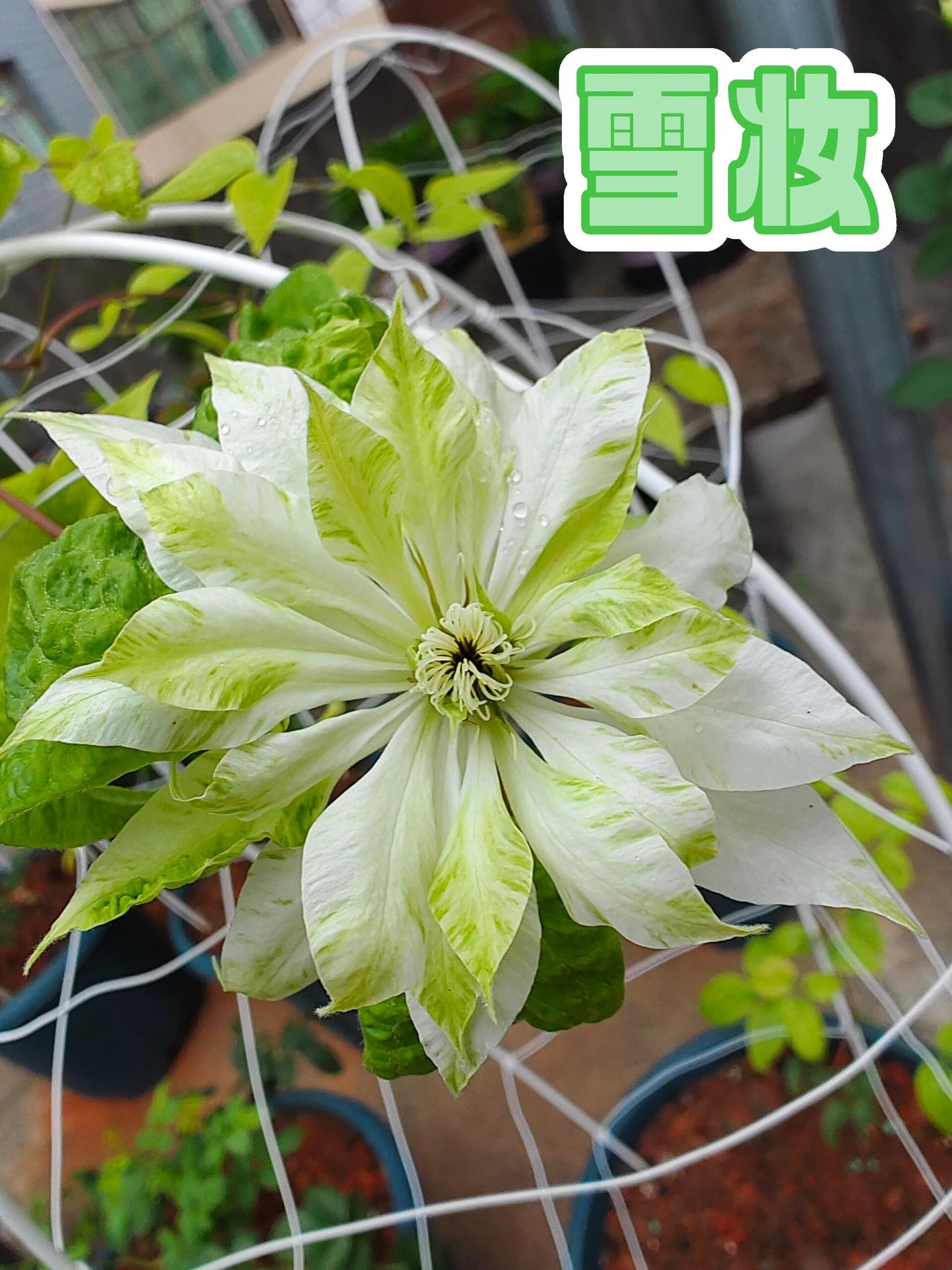 Clematis ‘’Shiko Yukiokoshi|ゆきおこし|雪妆‘’