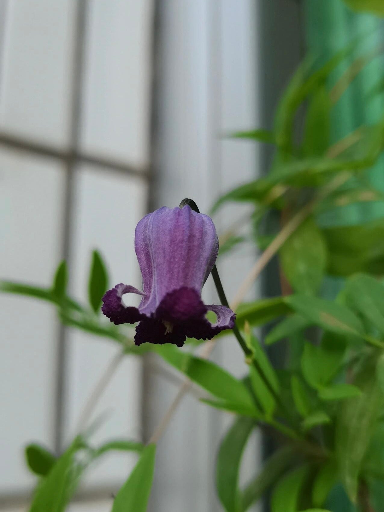 Rooguchi Clematis ‘’Sumire|堇‘’