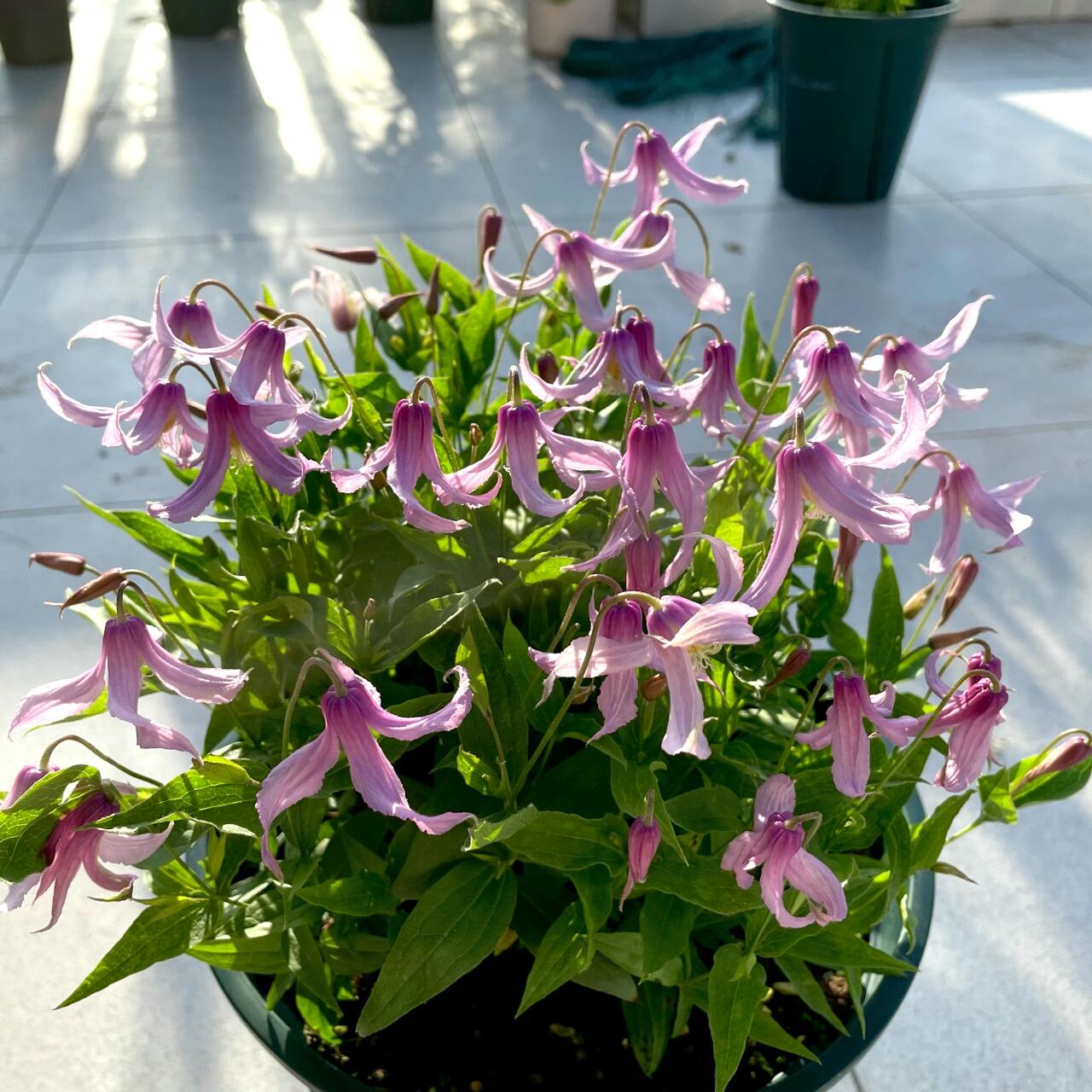 Clematis ‘’Hanajima|はなじま|花島|花岛‘’