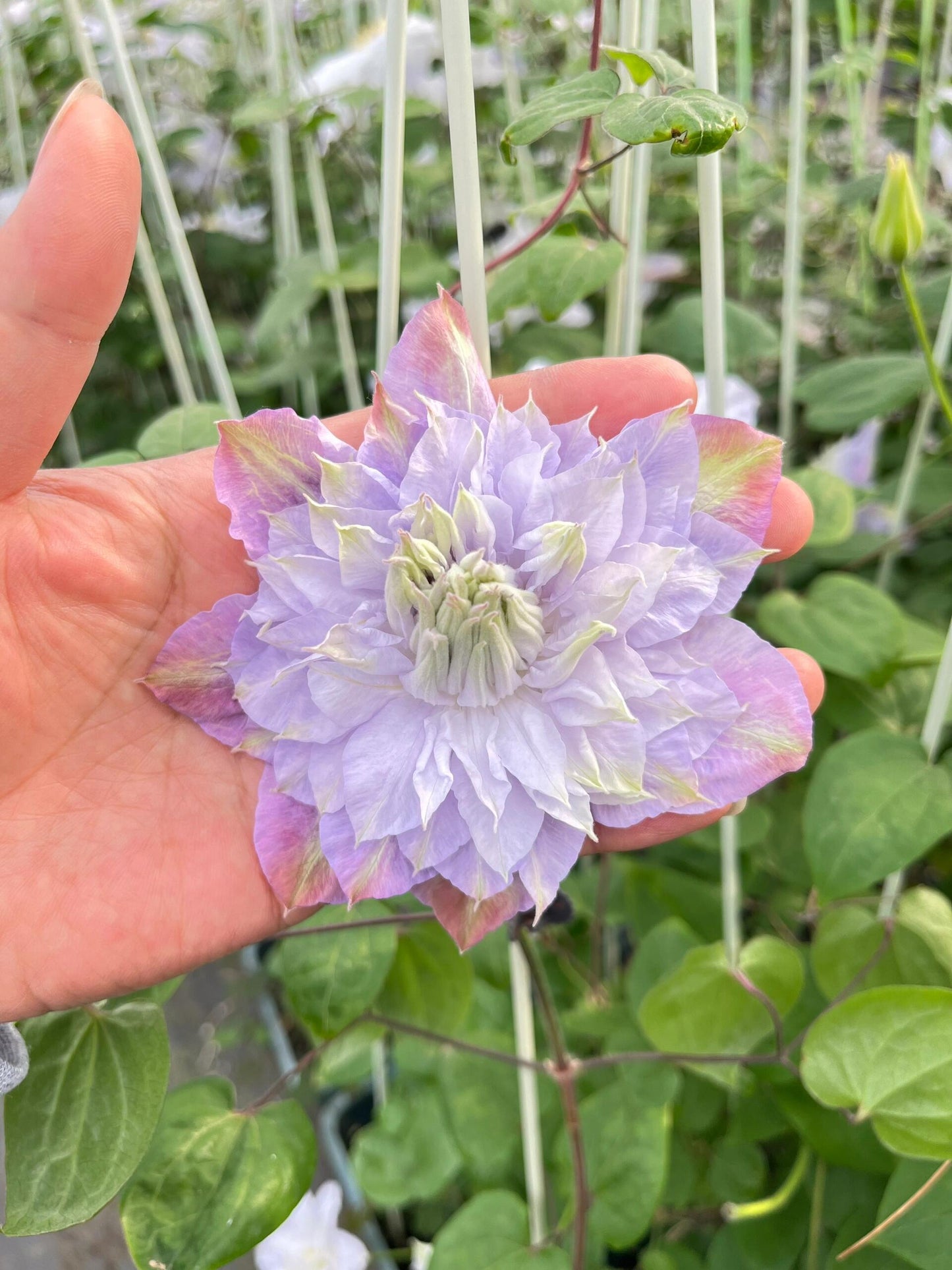 Clematis ‘’Veronica's choice|维罗妮卡的选择‘’