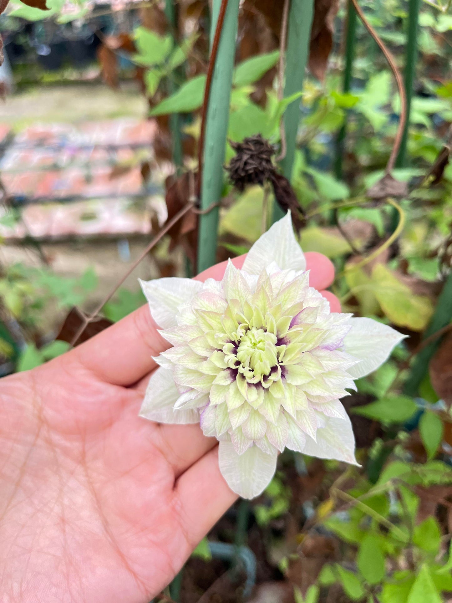 Clematis ‘’Sorcerer |Mage| 魔法师‘’ U.S Exclusive
