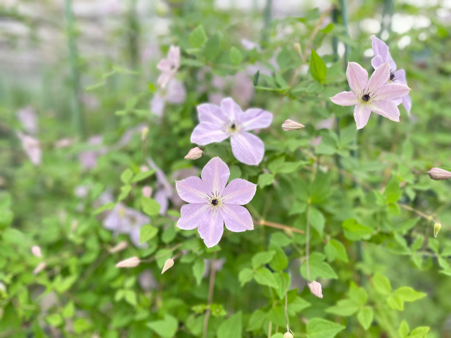 Clematis ‘’Fairy Dust| 仙尘‘’