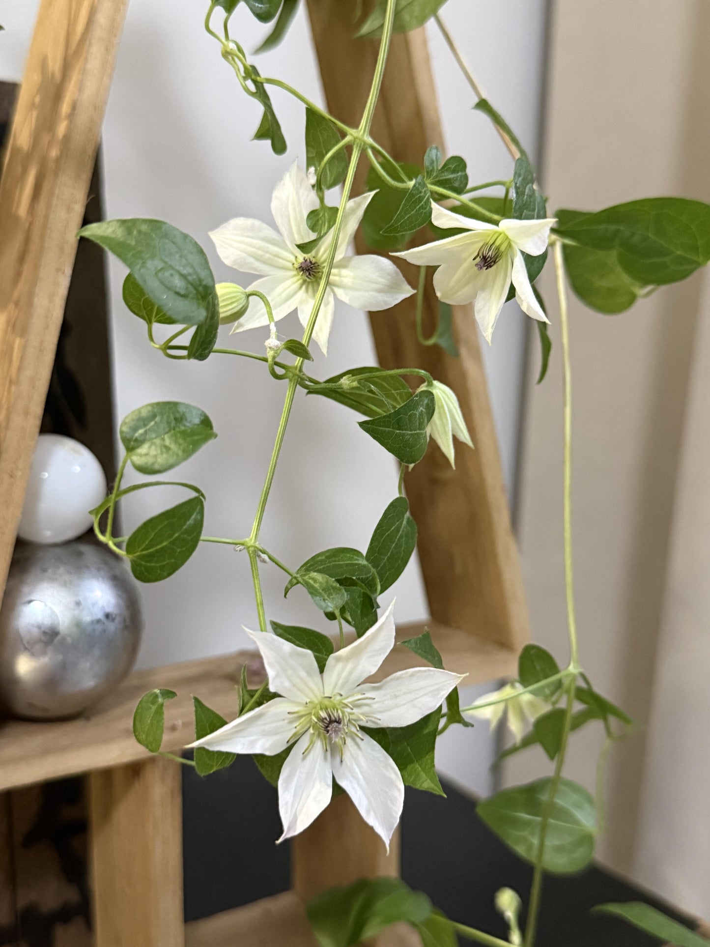 Clematis ‘’Forever Friends|Zofofri| 永远的朋友‘’