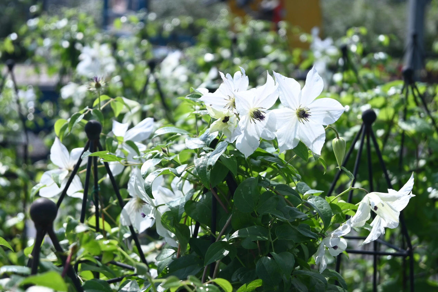 Clematis ‘’Forever Friends|Zofofri| 永远的朋友‘’